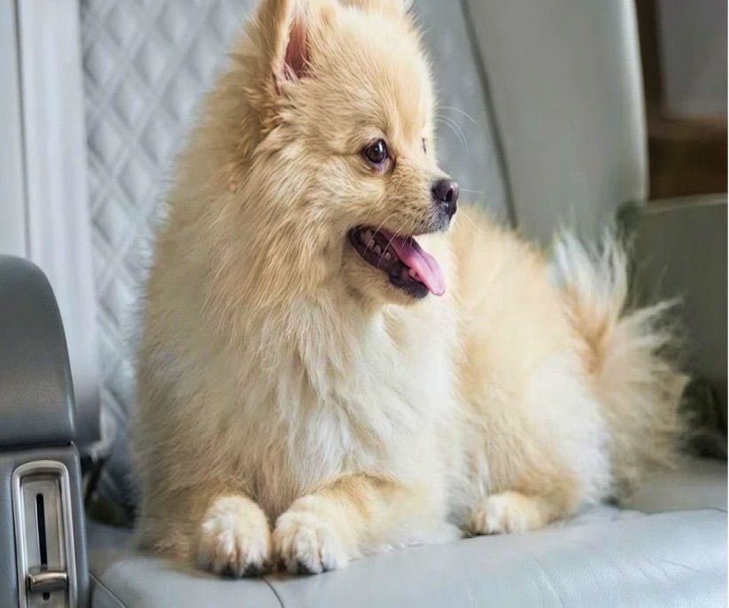 Pomeranian dog sitting on a private jet cabin seat