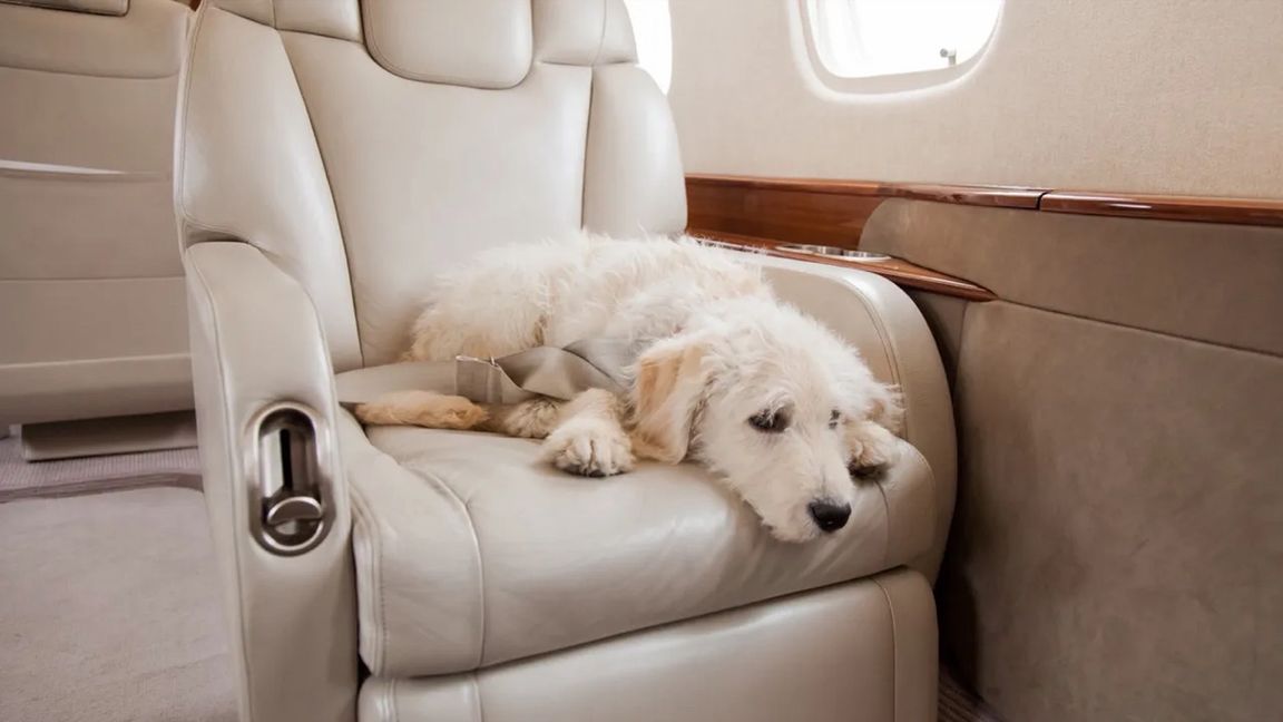 Dog looking out of a private jet window