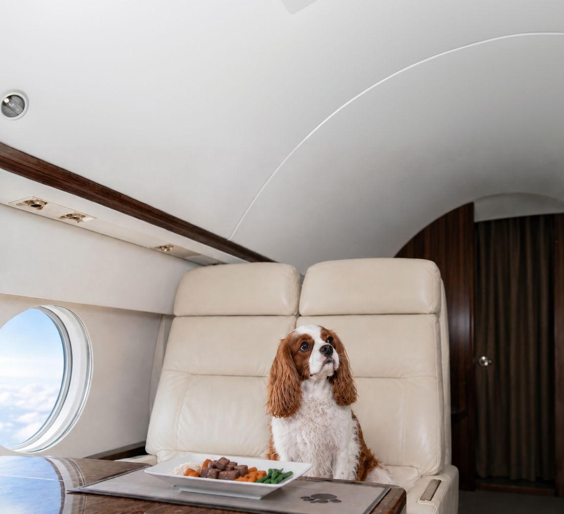 A dog sitting in a private jet cabin beside a plate of food